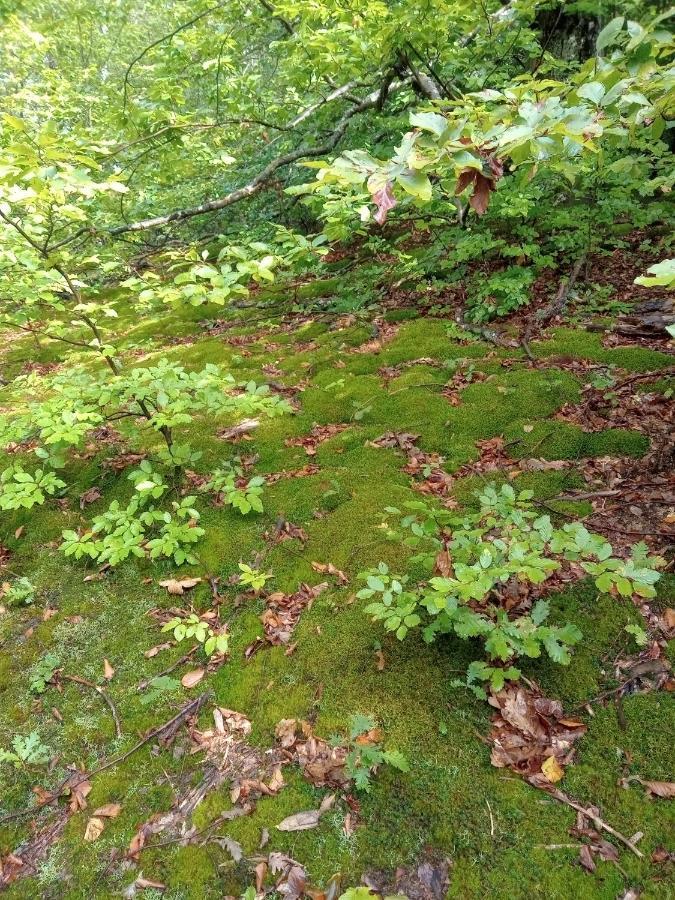 Skriveni Raj Pension Gornji Milanovac Buitenkant foto